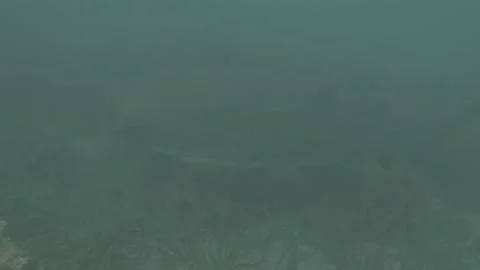 Grey Nurse Shark Stock Footage 233768921