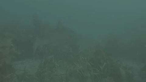 Grey Nurse Shark Stock Footage 233770106