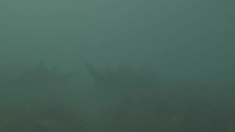 Grey Nurse Shark Stock Footage 233770812