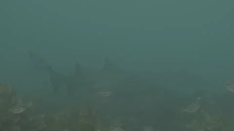 Grey Nurse Shark Video stock 233774910