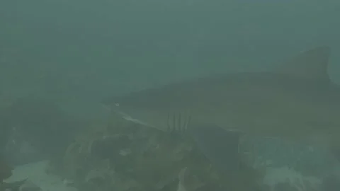 Grey Nurse Shark Video stock 233779342
