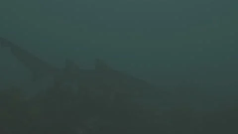 Grey Nurse Shark Stock Footage 233886161