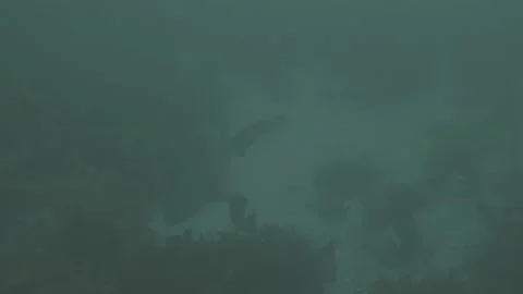 Grey Nurse Shark Stock Footage 233891407