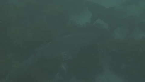Grey Nurse Shark Stock Footage 233891838