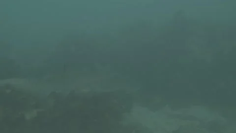 Grey Nurse Shark Stock Footage 233893180