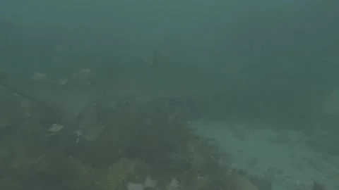 Grey Nurse Shark Video stock 233894031