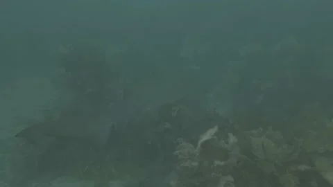 Grey Nurse Shark Video stock 233894835