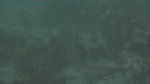Grey Nurse Shark Stock Footage 233896850
