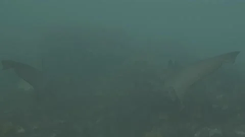 Grey Nurse Shark Stock Footage 233900966