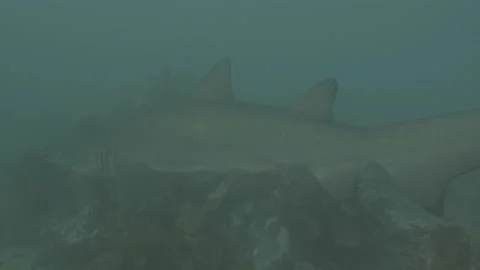Grey Nurse Shark Stock Footage 233901123