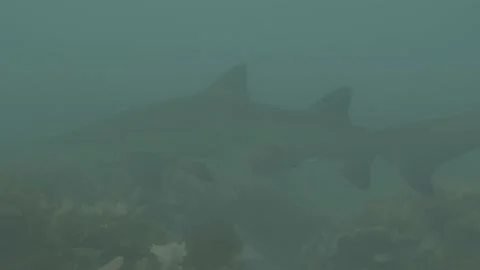 Grey Nurse Shark Stock Footage 233903765