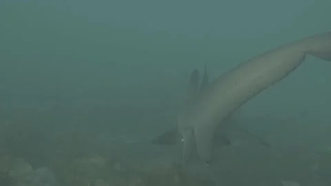 Grey Nurse Shark Stock Footage 233903829