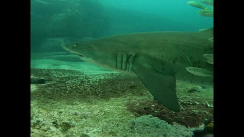 Grey Nurse shark gets curious Vídeos de archivo 308525428