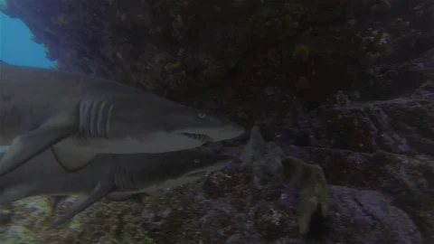 Grey Nurse Sharks Close Up Of Sharp Teeth (Aka Ragged-Tooth Shark) In Blue Sea Stock Footage 113942365