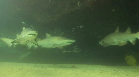 Grey Nurse Sharks Stock Footage 286630
