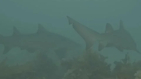 Grey Nurse Sharks Stock Footage 233781439