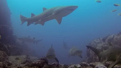 Grey Nurse Sharks Group. Sand Tiger Shark Group In Blue Sea Shark Dive Stock Footage