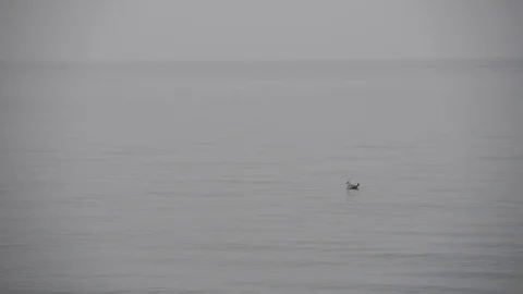Grey ocean with herring gull Stock Footage 97507616
