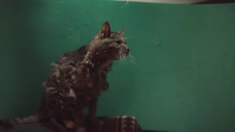 Grey old cat shakes head, greenscreen Stock Footage 171540412