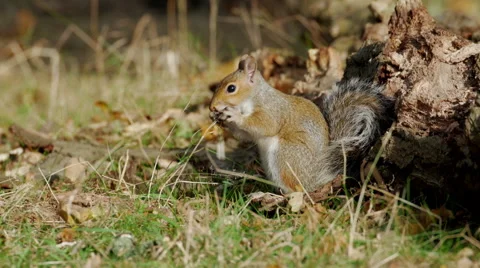 Grey or Gray Squirrel (Sciurus carolinensis) feeding on mushrooms or fungi Stock Footage 68861806