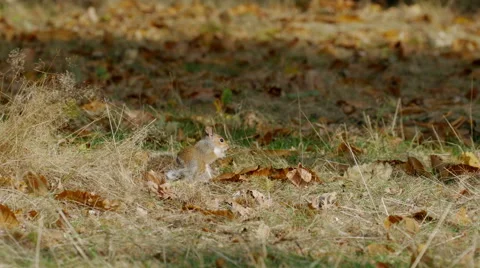 Grey or Gray Squirrel (Sciurus carolinensis) feeding on chestnuts Stock Footage 68861845