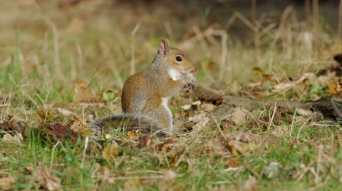Grey or Gray Squirrel (Sciurus carolinensis) feeding on mushrooms or fungi Stock Footage 68862468
