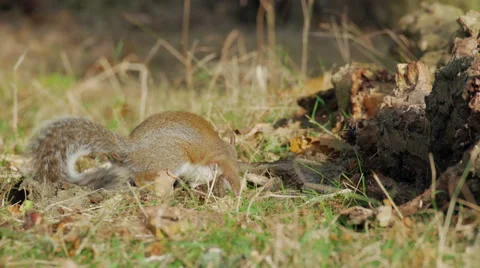 Grey or Gray Squirrel (Sciurus carolinensis) foraging for food 库存影片 68863072