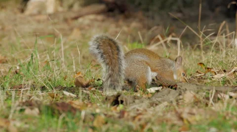 Grey or Gray Squirrel (Sciurus carolinensis) burying or caching an acorn 库存影片 68864327