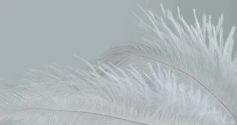 Grey ostrich feather background. Feather swaying in wind Stock Footage 132421237