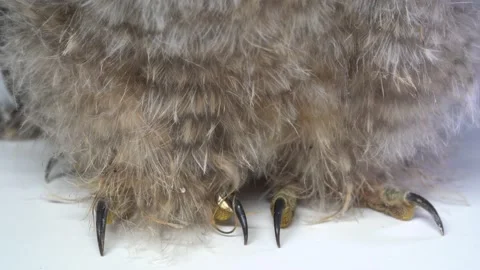 Grey owl chick close up. Studio shot. Pan Stock Footage 197541002