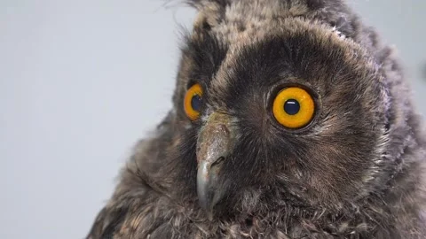 Grey owl chick close up. Studio shot Stock-Footage 197541025