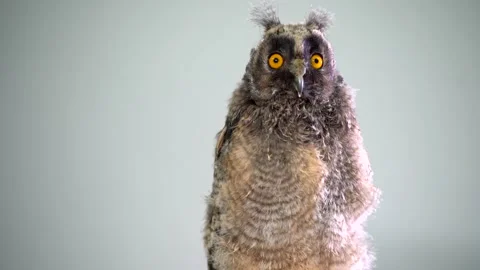 Grey owl chick close up. Studio shot Stock Footage 197541047