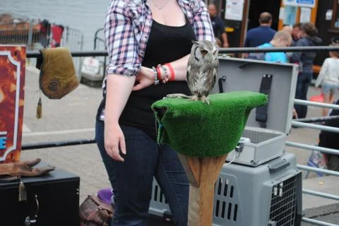 Grey Owl 스톡 사진