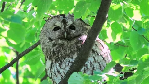 Grey owl sitting on a tree in summer Stock Footage 294612249