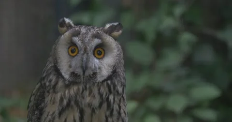 Grey Owl Is Staring at Camera, Yellow Eyes, Ears Stock Footage 51677850