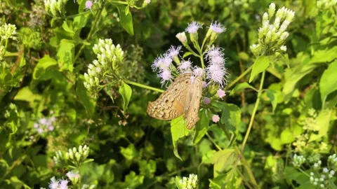 Grey Pansy butterfly perched on devil weed flower in garden at rural bangladesh. Stock Footage 331581418