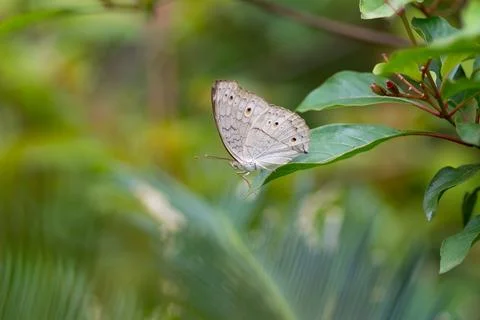 Grey Pansy resting on a leaf Stock Photos