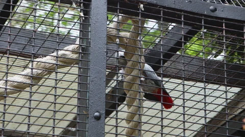 Grey Parrot Bird Inside The Aviary At The Zoo Park. Close-up Shot Stock Footage 307813964
