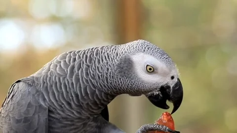 Grey parrot eating chilli Video stock 270817550