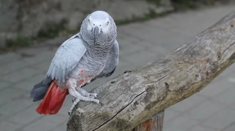 Grey parrot Stock Footage 8554036