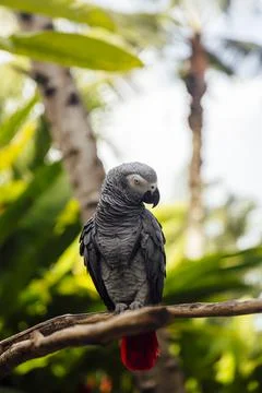 Grey parrot in the forest Stock Photos