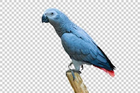 Grey parrot isolate parakeet perching on branch Isolate on transparent back.. Stock Photos