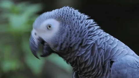 Grey parrot jaco long performs its song on a blurred background, sound Video stock 311990327