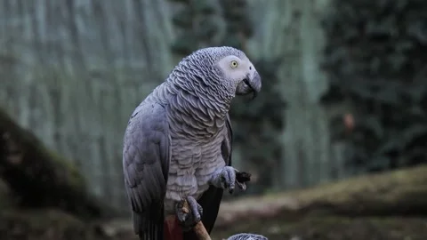 Grey parrot jaco performs its song on a blurred background, sound Vídeos de archivo 311988215