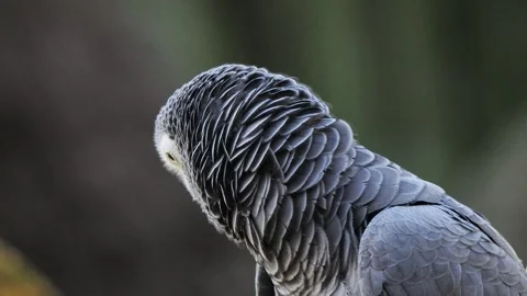Grey parrot jaco performs its song on a blurred background, sound Stock Footage 311988264