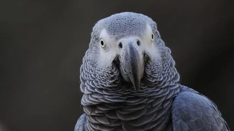 Grey parrot jaco performs its song on a blurred background, sound Stock Footage 311988313