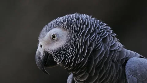 Grey parrot jaco performs its song on a blurred background, sound Video stock 311988415