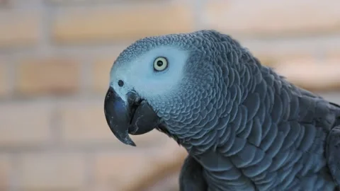 Grey parrot jaco performs its song on a blurred background, Stock Footage 311990277