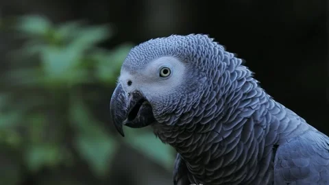 Grey parrot jaco performs its song on a blurred background, sound Stock Footage 311990394