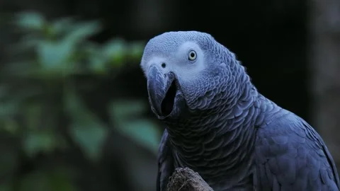 Grey parrot jaco performs its song on a blurred background, sound Stock Footage 311990466